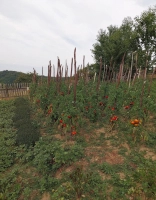 Casa cu 6 hectare teren langa Cugir judet Alba zona de munte|en|House with 6 hectares