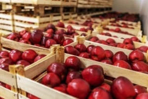 depozite capsuni germania angajari