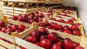 depozite capsuni germania angajari|en|strawberry warehouses germany jobs|/enhu