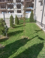 Vand apartament cu curte|en|Apartment for sale with yard|/enhu|Lakás eladó udva