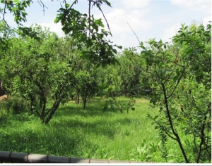 Casă de vânzare Poiana lui Stânga |en|House for sale Poiana lui Stânga|/enhu|El