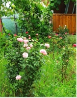 Casă de vânzare Poiana lui Stânga |en|House for sale Poiana lui Stânga|/enhu|El