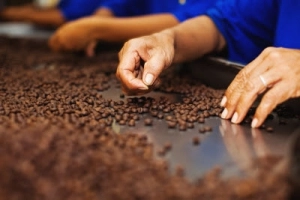 angajari fabrica ciocolata|en|chocolate factory jobs|/enhu|csokoládégyári állás