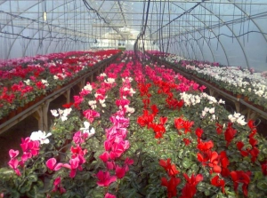 sere flori germania|en|flower greenhouses germany|/enhu|virágos üvegházak Német