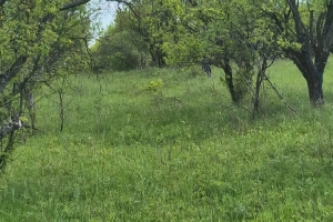 Teren extravilan 6500 mp Daia Română – livadă pruni, panoramă superbă