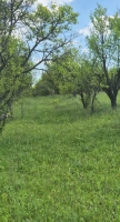 Teren extravilan 6500 mp Daia mână – livadă pruni, panoramă superbă|en|cottage or f