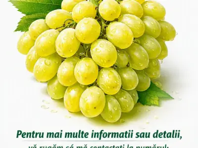 struguri albi nohan de vânzare