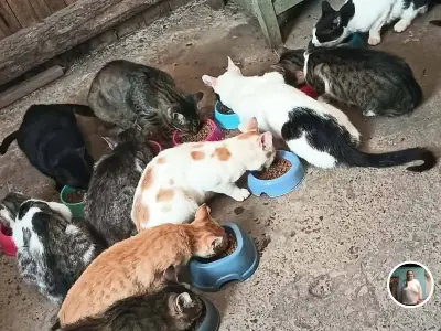 Donații de hrană pentru 10 pisici