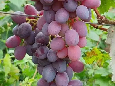 butasi de vita de vie de anul 2 și de anul 3