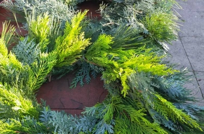 Florăria Fraților Torok – flori, plante și aranjamente florale în Sighetu Marmației